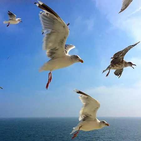 In Near Texel *